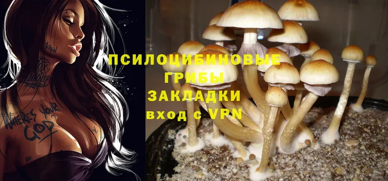 Галлюциногенные грибы Psilocybe  где можно купить наркотик  omg онион  Аксай 